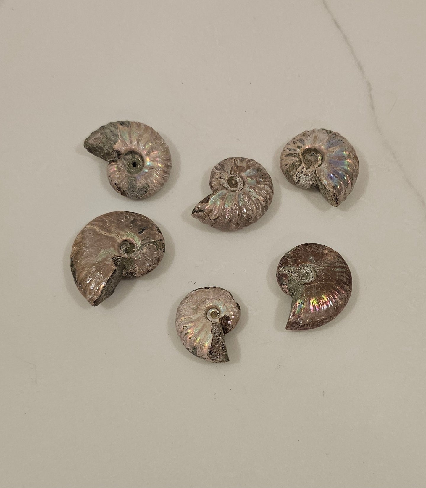 Ammonite